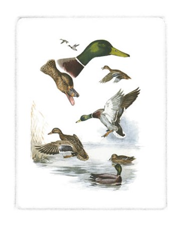 Mallard by Rial art print