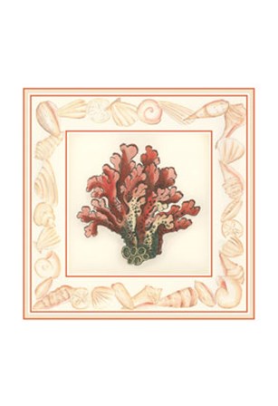 Coral with Shell Border IV by Vision Studio art print