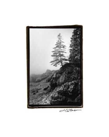 Lone Tree by Laura Denardo art print