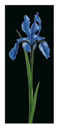 Iris by Andrea Fontana art print