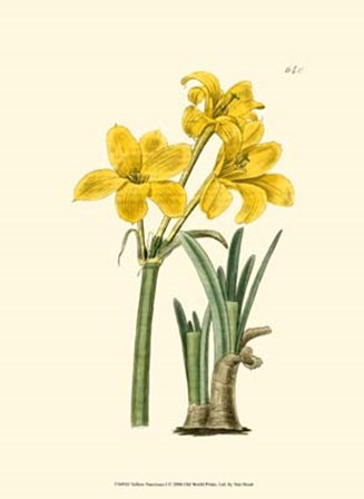 Yellow Narcissus I by Francois Van Houtte art print