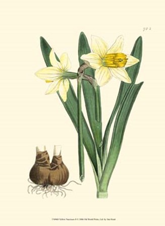 Yellow Narcissus II by Francois Van Houtte art print