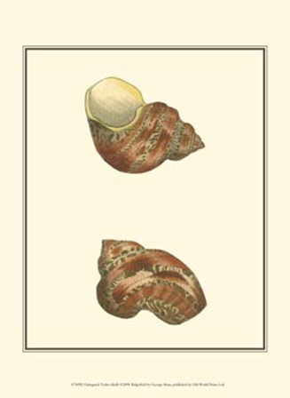 Variegated Turbo Shells by George Shaw art print