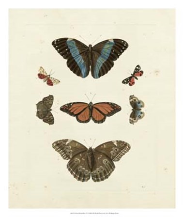 Butterflies IV by George Wolfgang Knorr art print