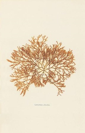 Lomentaria Articolata art print