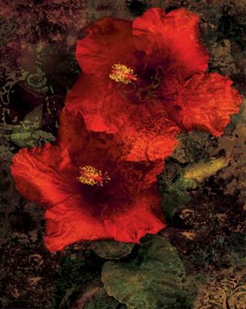 Hibiscus II by John Seba art print