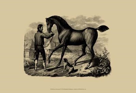 Horse Horsemen VI art print