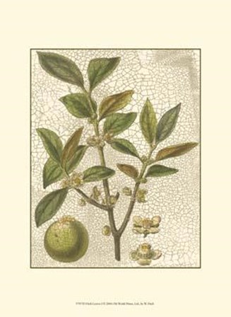 Leaves I by Walter H. Fitch art print