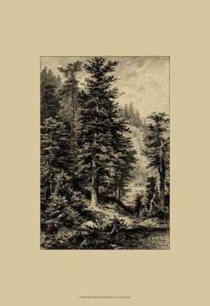 Noble Fir by Ernst Heyn art print