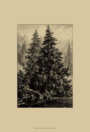 Spruce Pine by Ernst Heyn art print