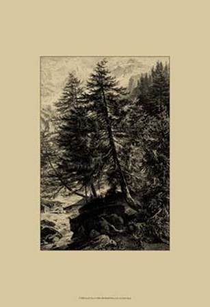 Larch Tree by Ernst Heyn art print