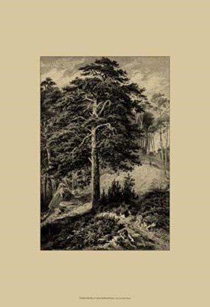 Wild Pine by Ernst Heyn art print