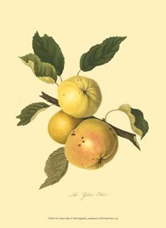 Yellow Elliot art print