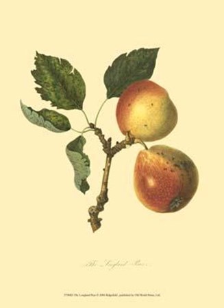 Longland Pear art print