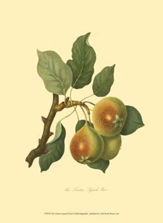 Teinton Squash Pear art print
