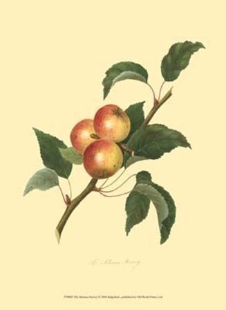 Siberian Harvey art print
