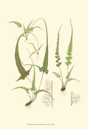Spring Ferns II by John Miller art print