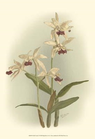Orchid Garden I by H.g. Moon art print