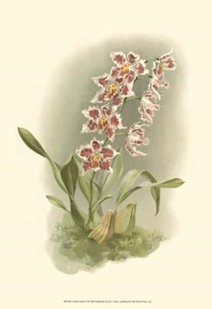 Orchid Garden II by H.g. Moon art print