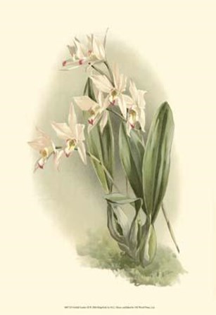 Orchid Garden III by H.g. Moon art print