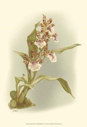 Orchid Garden IV by H.g. Moon art print