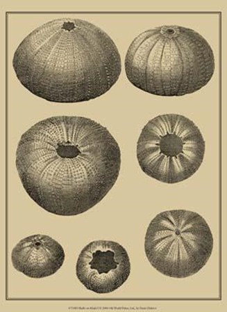 Shells On Khaki I by Denis Diderot art print