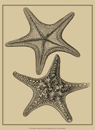 Shells On Khaki II by Denis Diderot art print
