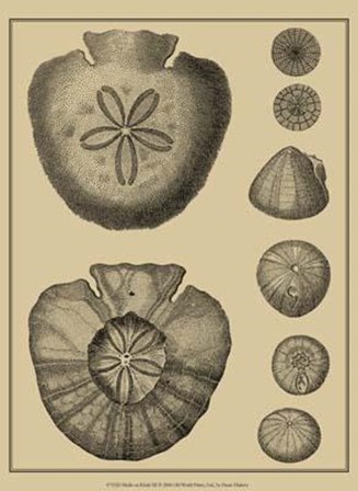Shells On Khaki III by Denis Diderot art print