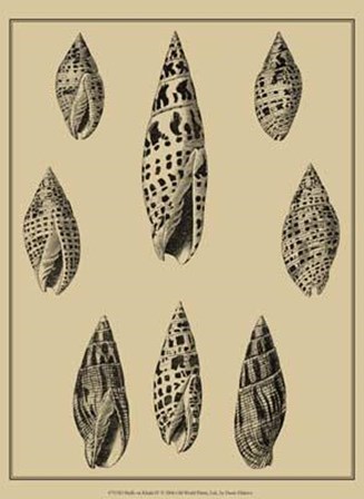 Shells On Khaki IV by Denis Diderot art print