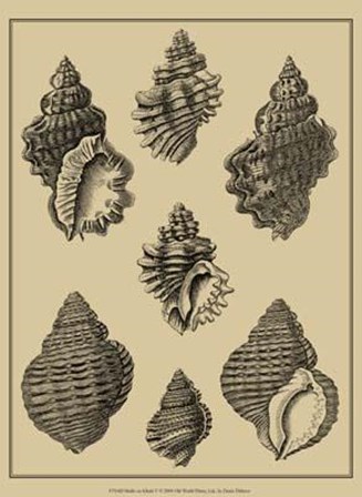 Shells On Khaki V by Denis Diderot art print