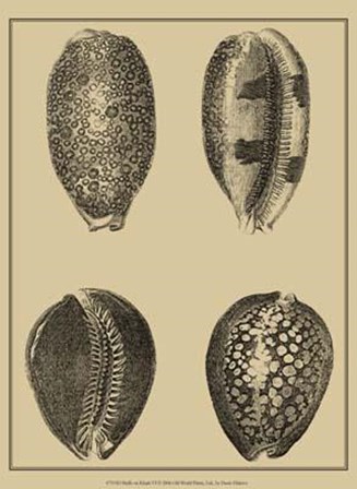 Shells On Khaki VI by Denis Diderot art print