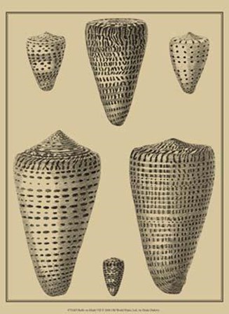 Shells On Khaki VII by Denis Diderot art print
