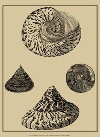 Shells On Khaki VIII by Denis Diderot art print