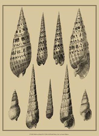 Shells On Khaki IX by Denis Diderot art print