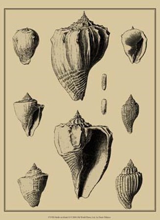 Shells On Khaki X by Denis Diderot art print