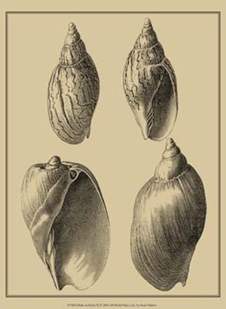 Shells On Khaki XI by Denis Diderot art print