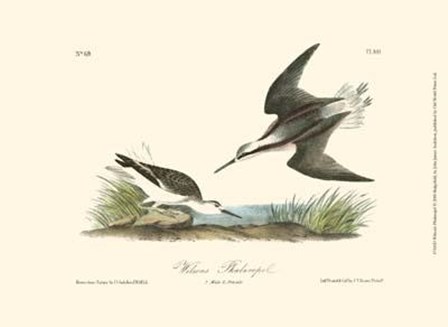 Wilson&#39;s Phalaropel by John James Audubon art print