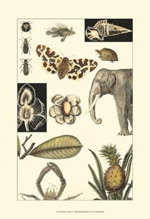 Nature&#39;s Curio I art print