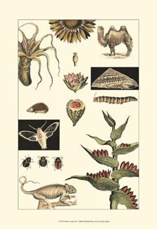 Nature&#39;s Curio III art print