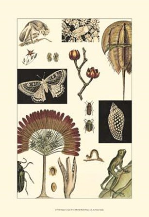 Nature&#39;s Curio IV art print