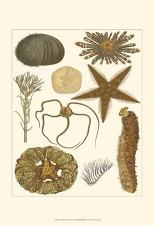 Underwater Oddities I art print