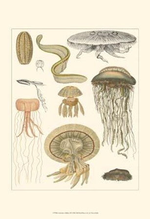 Underwater Oddities II art print