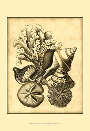 Neutral Shell Coral Collection II art print