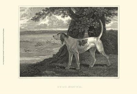 Staghound by John Scott art print
