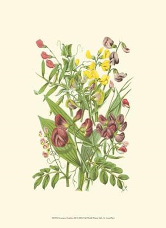Summer Garden IX by Anne Pratt art print