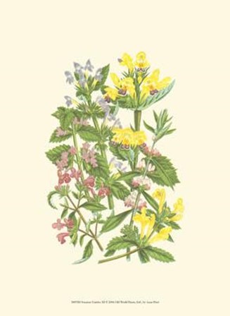 Summer Garden XI by Anne Pratt art print