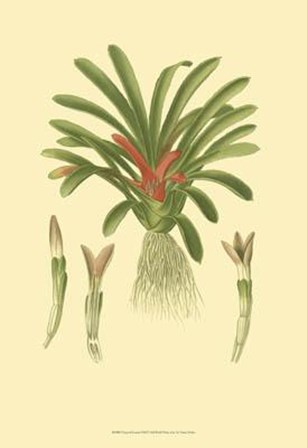 Tropical Karatas by Vision Studio art print