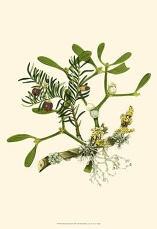 Mistletoe Branch by Vision Studio art print