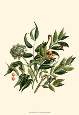 Laurel Branch by Vision Studio art print