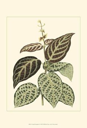 Tropical Variegation II by Vision Studio art print
